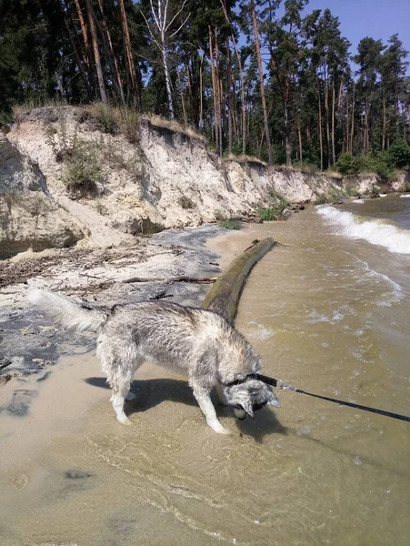 Собака Породы Хаски Воды Реке Скалы — стоковое фото