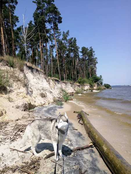 Husky Hund Nära Floden Vatten Vid Klippan — Stockfoto