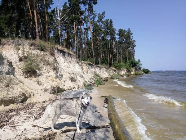 Chien Husky Près Eau Rivière Falaise — Photo