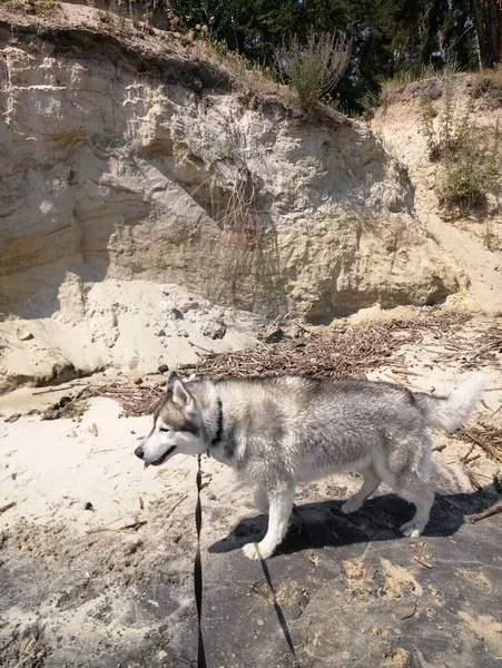 Собака Породы Хаски Воды Реке Скалы — стоковое фото