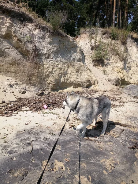 Husky Hund Der Nähe Des Flusswassers Der Klippe — Stockfoto