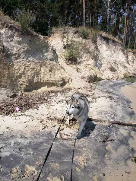 Husky Pies Pobliżu Rzeki Wody Klifie — Zdjęcie stockowe