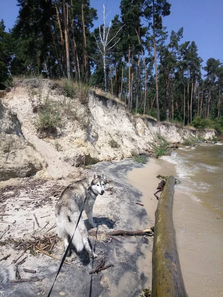 Husky Hund Der Nähe Des Flusswassers Der Klippe — Stockfoto