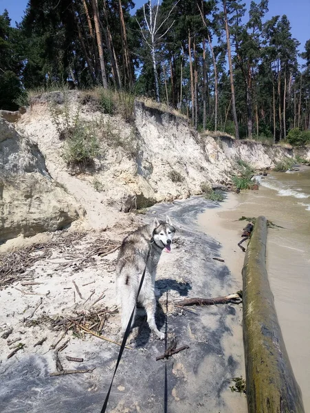 Cão Husky Perto Água Rio Penhasco — Fotografia de Stock