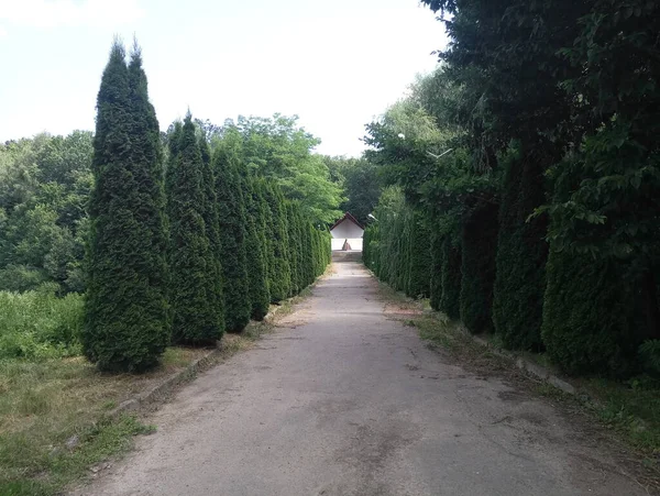 Longa Escadaria Floresta — Fotografia de Stock