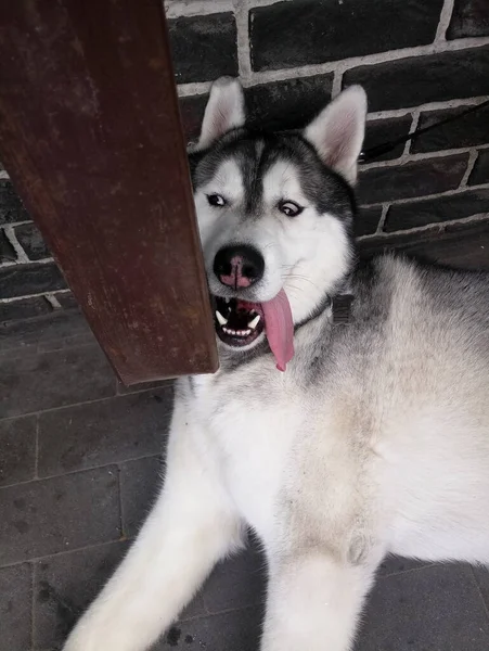 Husky Perro Divertido Miente Con Lengua Colgando —  Fotos de Stock