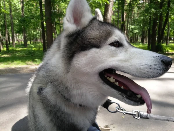 Chien Husky Sur Herbe Dans Forêt — Photo