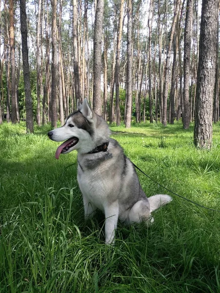 Cão Husky Grama Floresta — Fotografia de Stock