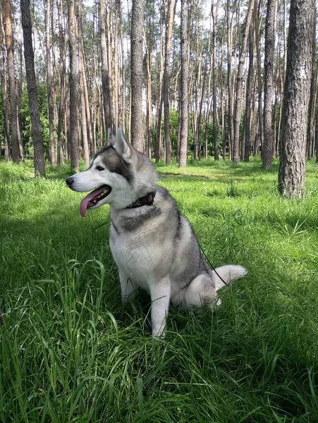 Cão Husky Grama Floresta — Fotografia de Stock