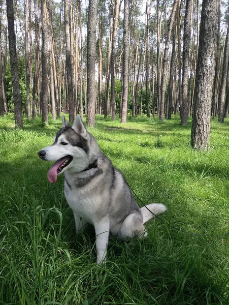 森の中の草の上のハスキー犬 — ストック写真