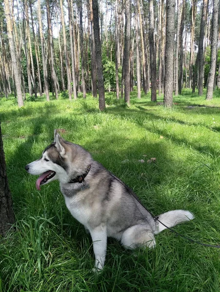 Husky Hund Gräset Skogen — Stockfoto