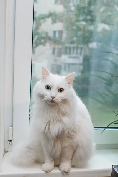 Witte Kat Zit Een Vensterbank — Stockfoto