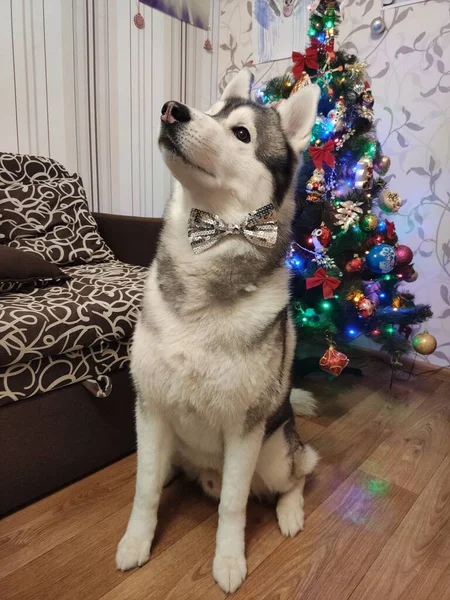新年の木の近くのハスキー犬 — ストック写真