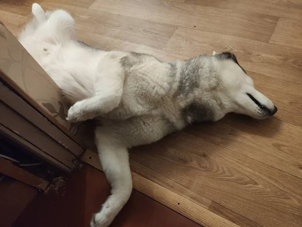 Chien Husky Dort Sur Sol Dans Chambre — Photo