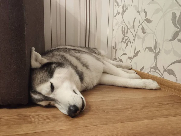 Husky Dog Duerme Suelo Habitación —  Fotos de Stock