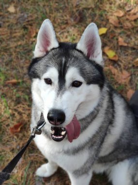 Güz mevsiminde ormanda Husky