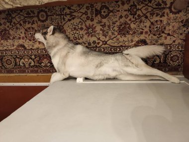 İri yarı köpek evde yerde uyuyor.