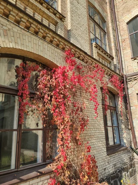 街上秋天的黄红叶 — 图库照片