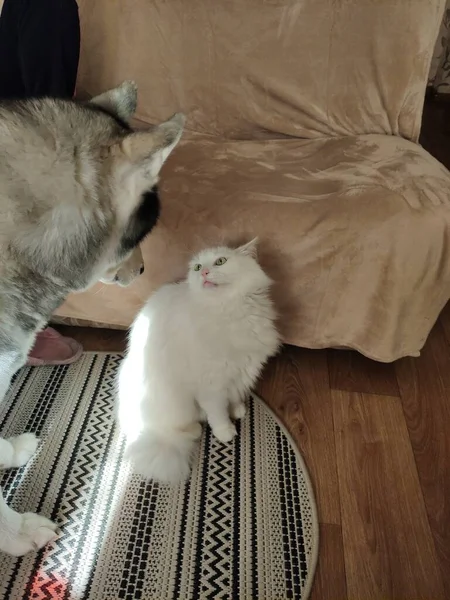 Husky Bei Der Weißen Katze Der Wohnung — Stockfoto