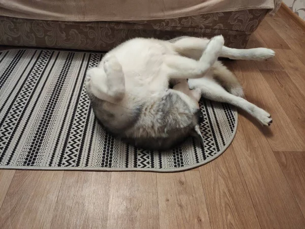 哈士奇狗睡在家里的地板上 — 图库照片