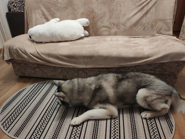 Хаскі Собака Спить Підлозі Вдома — стокове фото