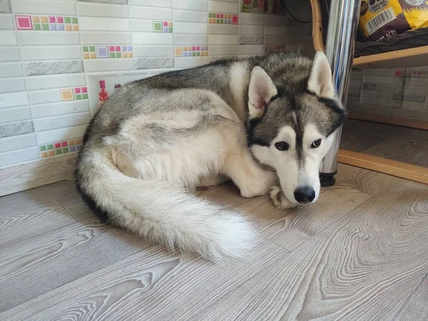 Husky köpeği dairede bir sandalyenin yanında uyur.