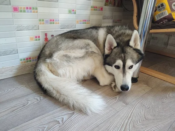 Husky Hund Sover Nära Stol Lägenheten — Stockfoto