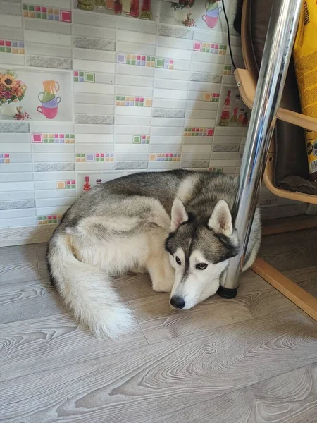 Husky Hund Sover Nära Stol Lägenheten — Stockfoto