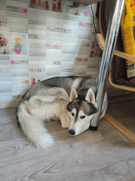 Husky Cane Dorme Vicino Una Sedia Nell Appartamento — Foto Stock