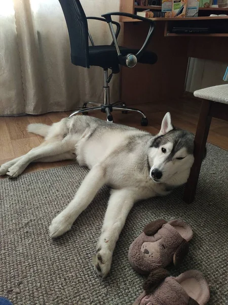 Husky Cão Dorme Perto Uma Cadeira Apartamento — Fotografia de Stock