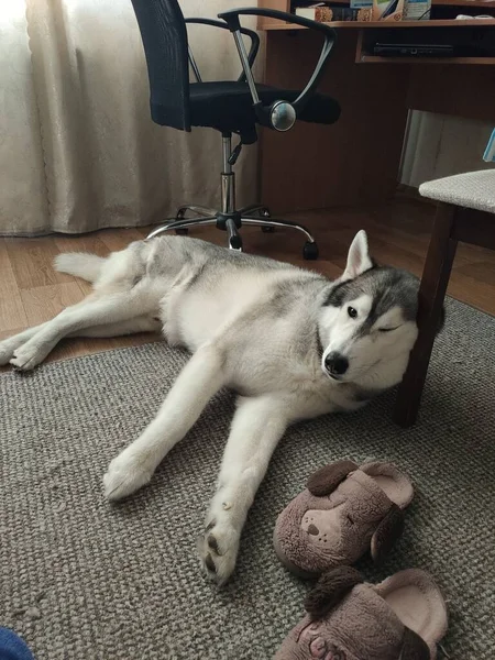 Husky Cane Dorme Vicino Una Sedia Nell Appartamento — Foto Stock