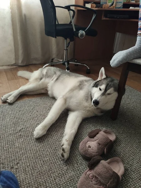 Husky Köpeği Dairede Bir Sandalyenin Yanında Uyur — Stok fotoğraf