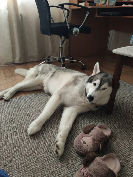 Husky Hond Slaapt Vlakbij Een Stoel Het Appartement — Stockfoto