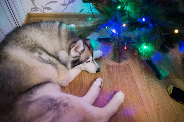 Σιβηρίας Husky Βρίσκεται Κάτω Από Χριστουγεννιάτικο Δέντρο — Φωτογραφία Αρχείου