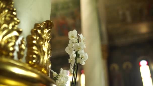 White Orchid Flower Church — Stock Video