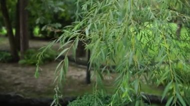 Parktaki dekoratif göl