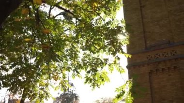 Güneş ağaçların arasından doğar.