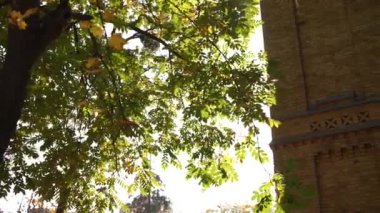 Güneş ağaçların arasından doğar.