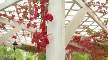 Sonbaharda kırmızı yapraklar çardakta