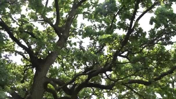 Μεγάλα Κλαδιά Δέντρων Φύλλα Στο Φόντο Του Ουρανού — Αρχείο Βίντεο