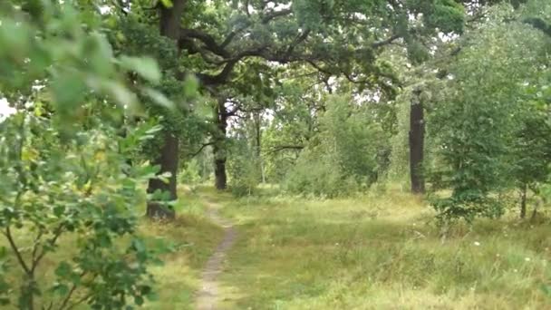 Natura Nel Parco Estivo — Video Stock