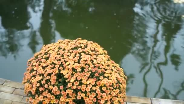 Bloemen Bij Het Water Een Rond Bloembed — Stockvideo