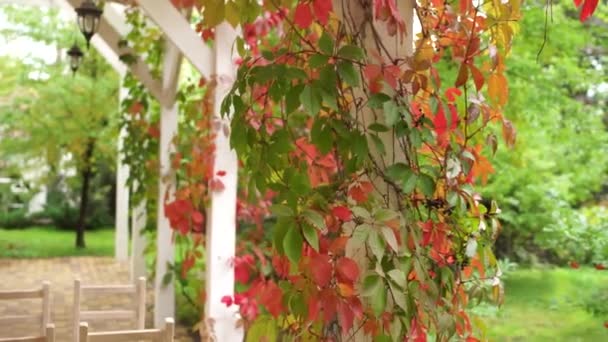 Rote Blätter Herbst Der Gartenlaube — Stockvideo