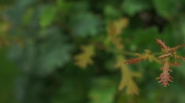 Bahçedeki ağaç yaprakları