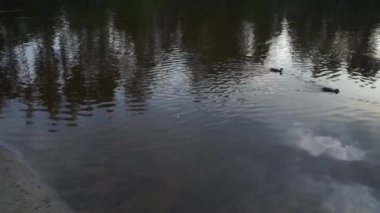 Akşamları gölde Ormanda