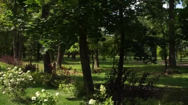 Parc avec arbres en été 