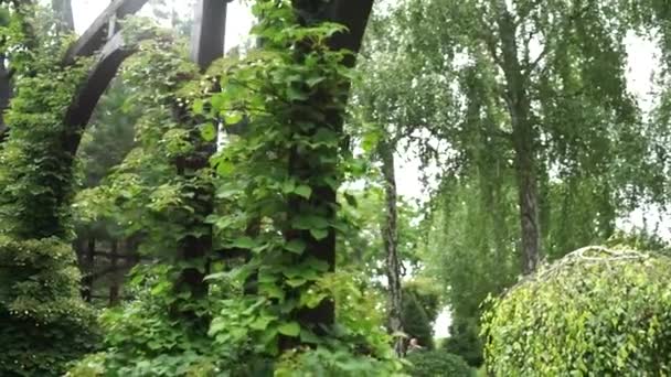 Feuilles Arbre Dans Jardin — Video