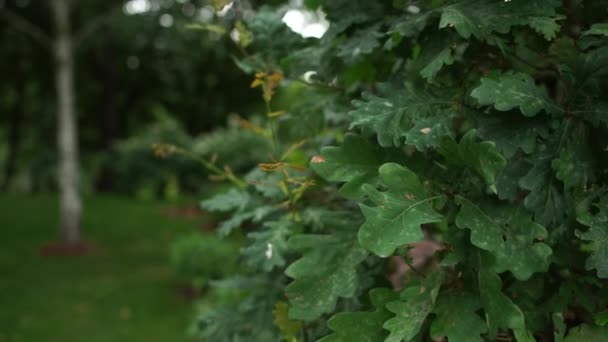 Hojas Árboles Jardín — Vídeos de Stock