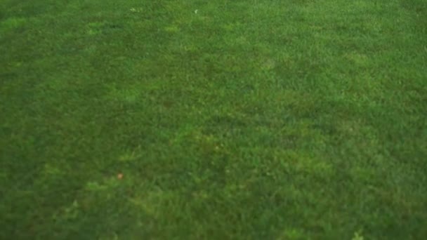 森林里高尔夫球杆的草 — 图库视频影像