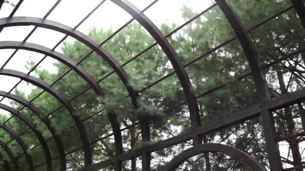 Tree Leaves Garden — Stock Video